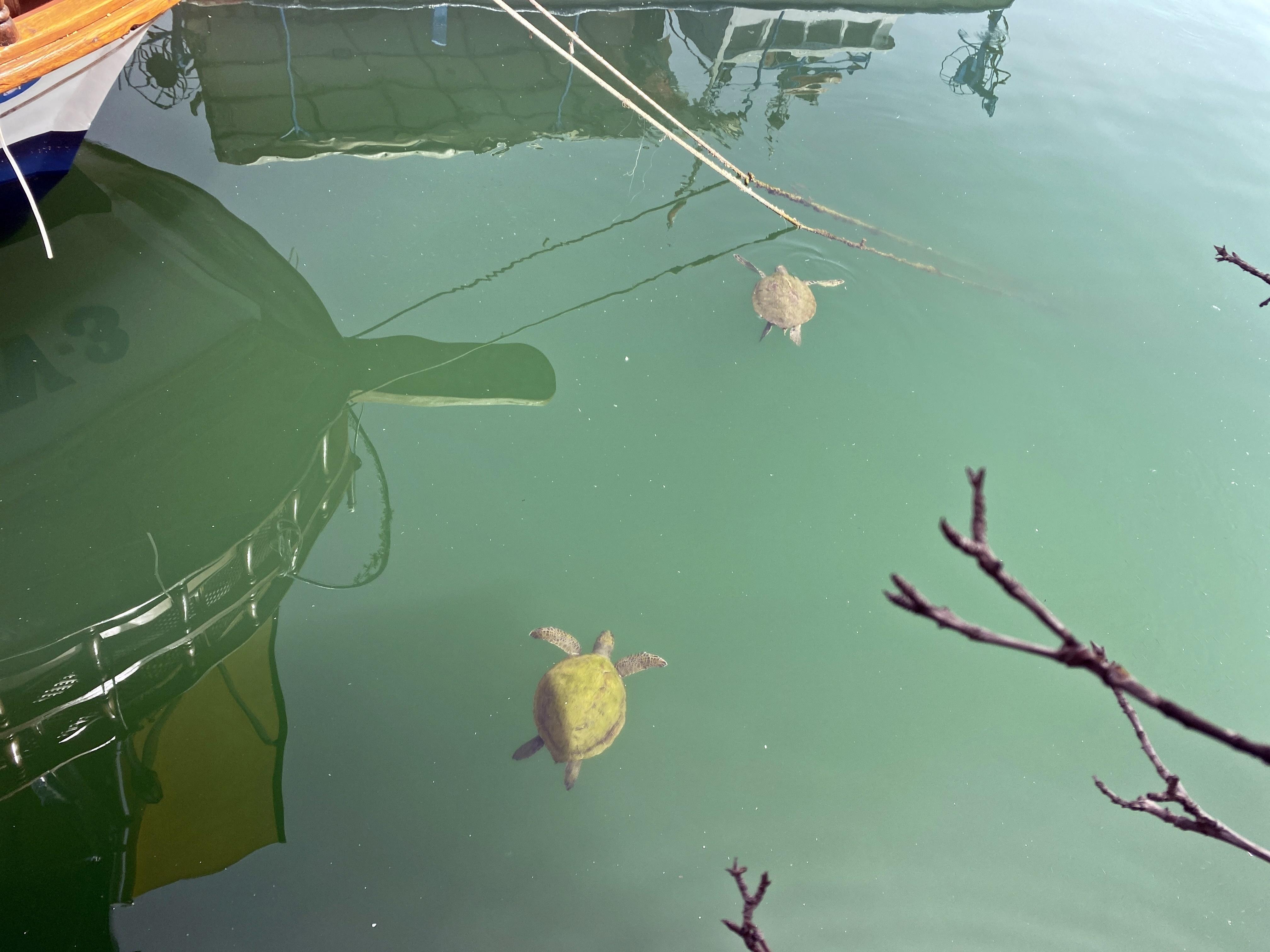 Mersin'de balıkçılar deniz kaplumbağaları konusunda bilinçlendiriliyor